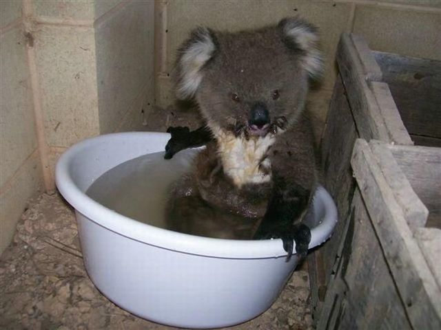 Koala rescue (4 pics)
