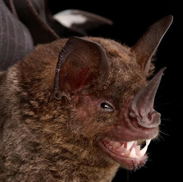 Bats’ faces (54 pics) - Izismile.com