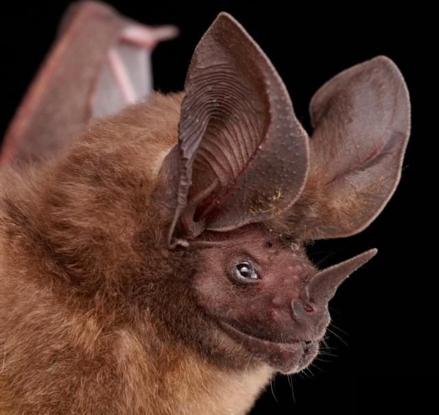 Bats’ faces (54 pics)