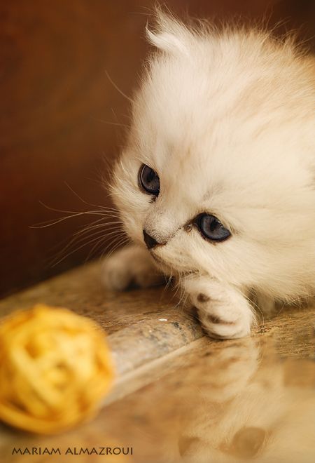 These cute little kittens (24 pics)