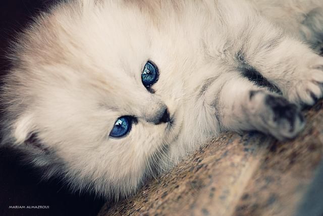 These cute little kittens (24 pics)
