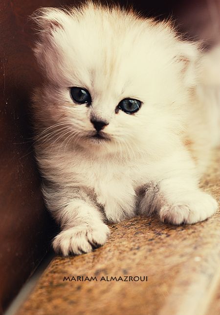 These cute little kittens (24 pics)