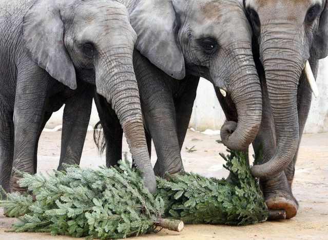 Christmas trees as dinner for elephants (6 pics)