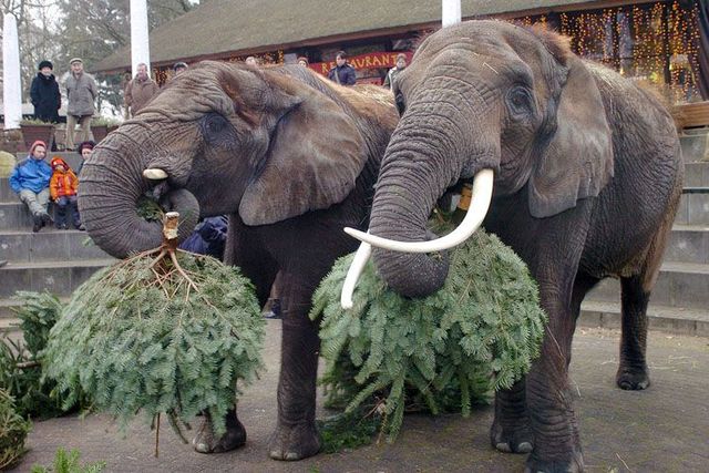 Christmas trees as dinner for elephants (6 pics)