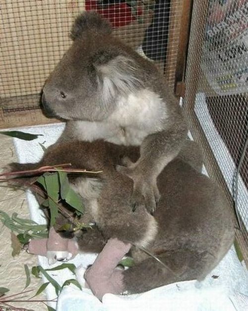 Koala Sam (12 pics + 1 video)