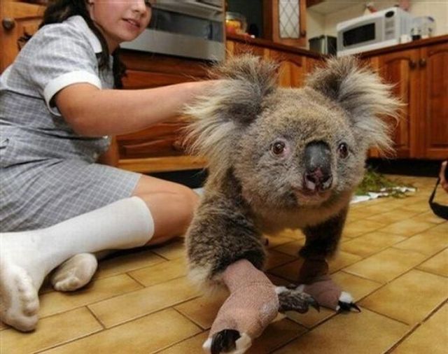 Koala Sam (12 pics + 1 video)
