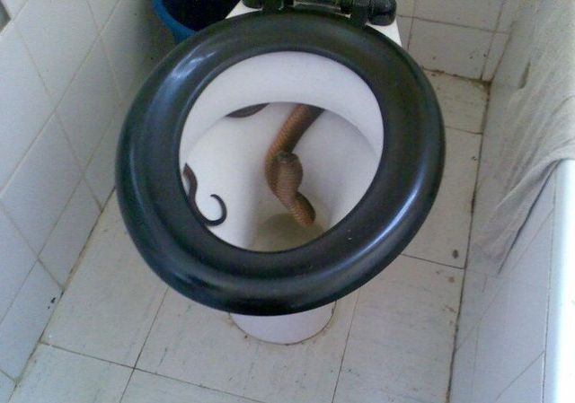 Why it is dangerous to go to the toilet in India (5 pics)