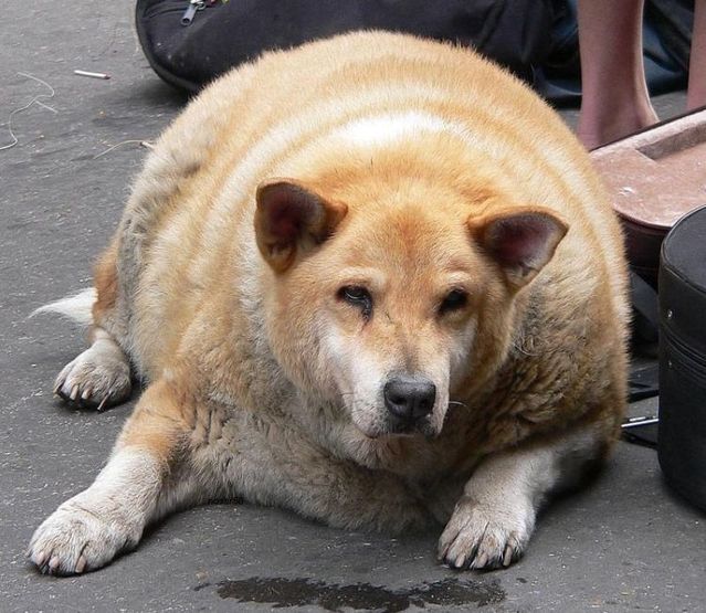 obese animals
