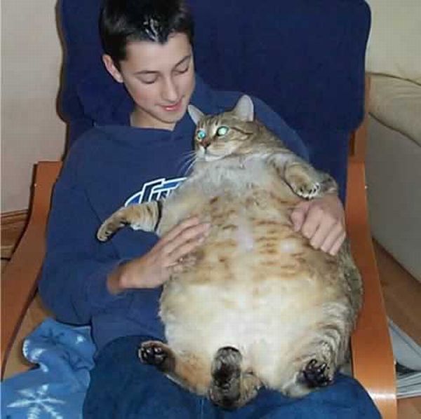 Fat animals (46 pics)