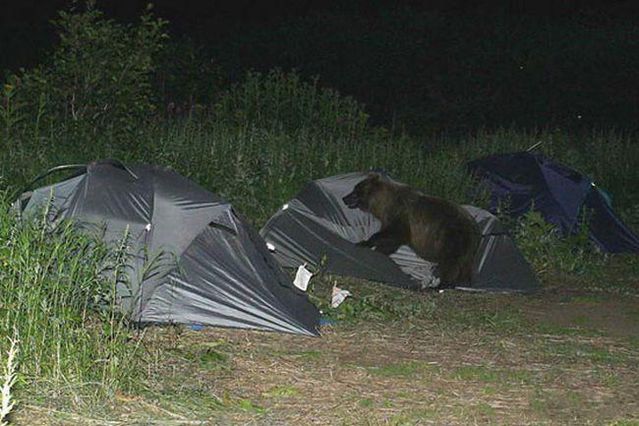 Bear party (3 pics)