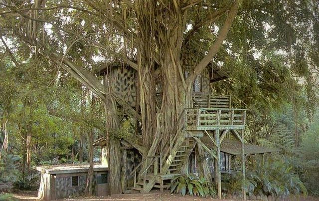 Tree houses (31 pics)