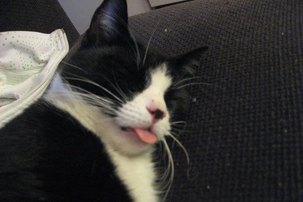 Wake up your cat (32 pics)