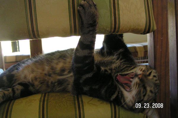 Wake up your cat (32 pics)
