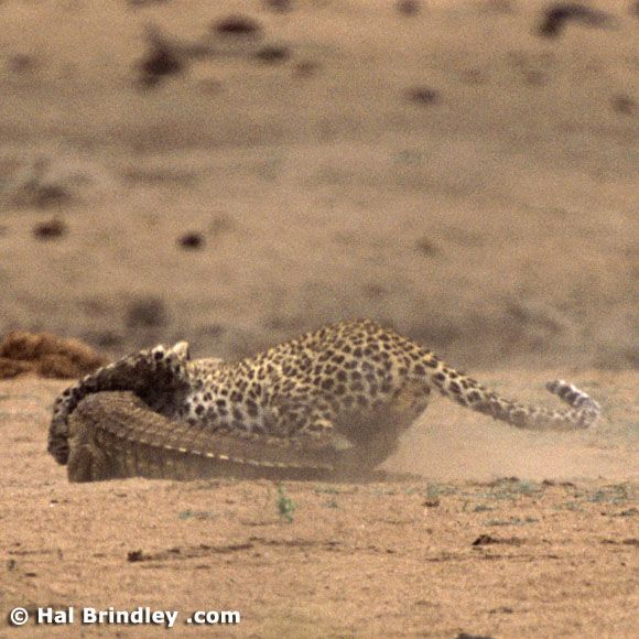 Great Fight - Leopard VS crocodile. Full version (34 pics + 1 video)
