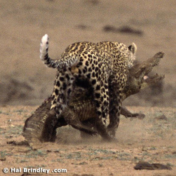 Great Fight - Leopard VS crocodile. Full version (34 pics + 1 video)