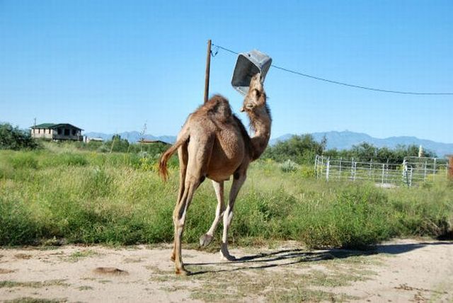 The funniest camel in the world (22 pics)