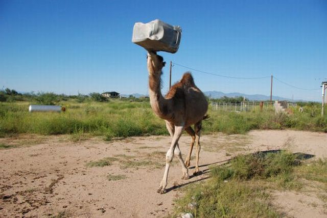 The funniest camel in the world (22 pics)