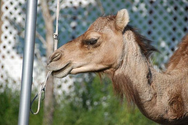 The funniest camel in the world (22 pics)