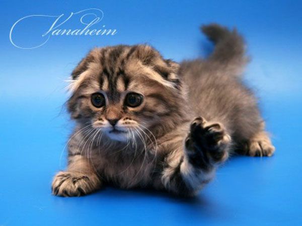 Cute kittens (22 pics)