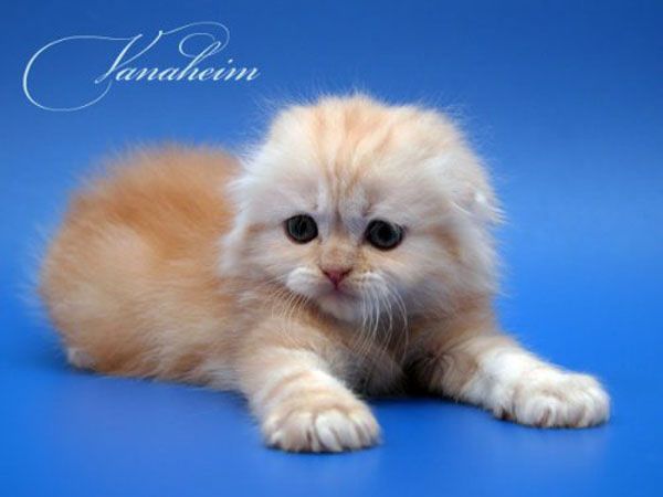 Cute kittens (22 pics)