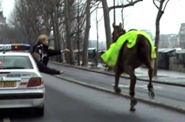 Horse runs through Paris (3 pics + 1 video)