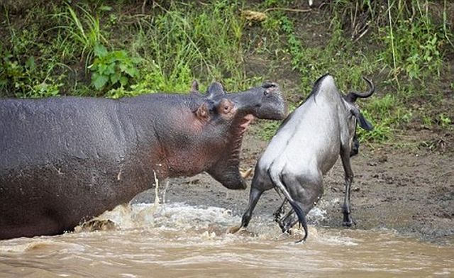 Hippopotamus attacks (2 pics)