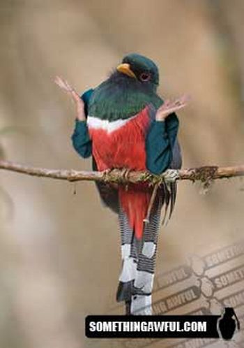 Funny montage - Birds with Human Hands (46 pics)