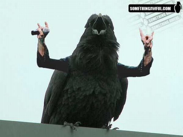 Funny montage - Birds with Human Hands (46 pics)