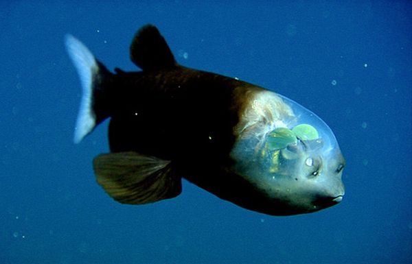 Fish with a transparent head (10 pics +1 video)
