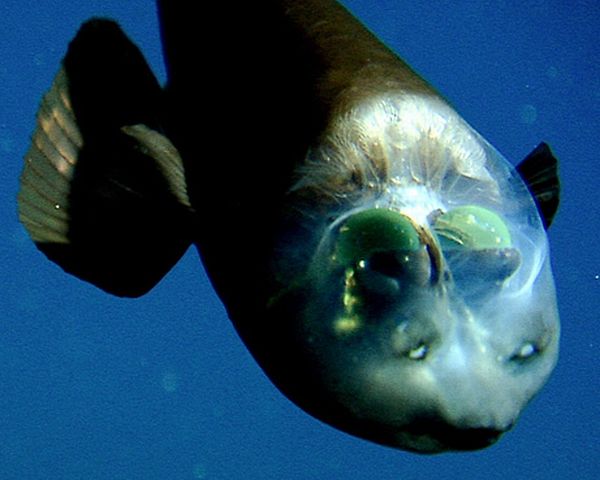 Fish with a transparent head (10 pics +1 video)
