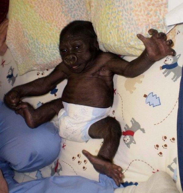 Positive emotion of the day. Baby Gorilla (22 pics)