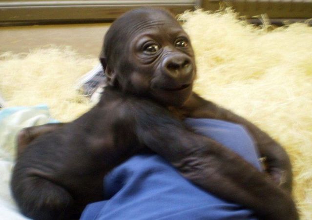 Positive emotion of the day. Baby Gorilla (22 pics)