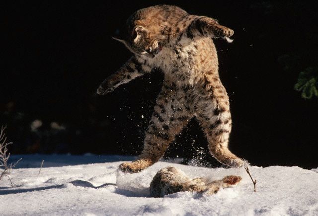 Hunting lynx (12 pics)