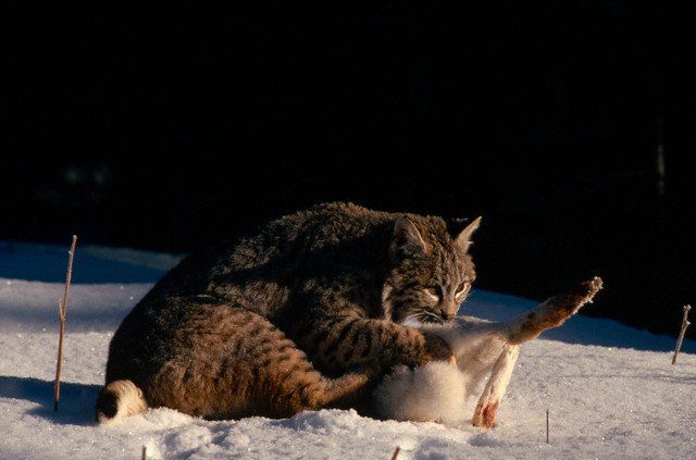 Hunting lynx (12 pics)