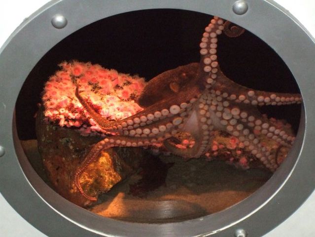 Octopus flooded California Aquarium (15 pics)