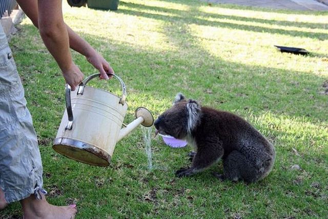 Drinking koalas (21 pics)