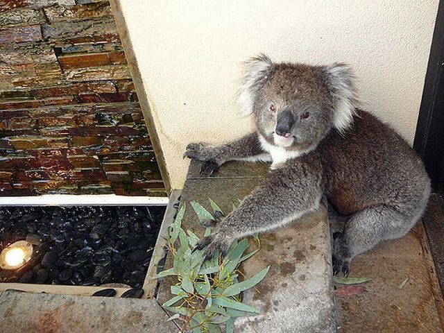 Drinking koalas (21 pics)