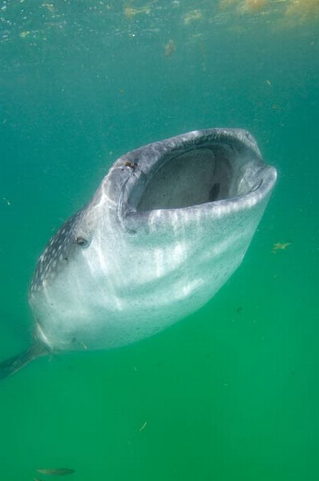 Whale shark (37 pics + 1 video)
