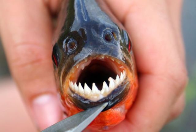 Series of the most horrible fish with teeth (27 pics) Izismile com