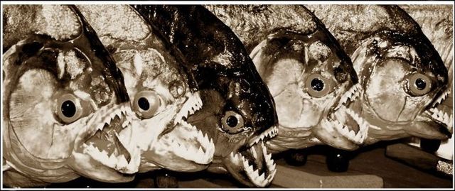 Series of the most horrible fish with teeth (27 pics)