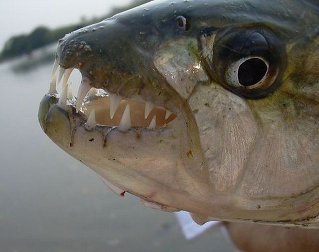 ugly fish with sharp teeth