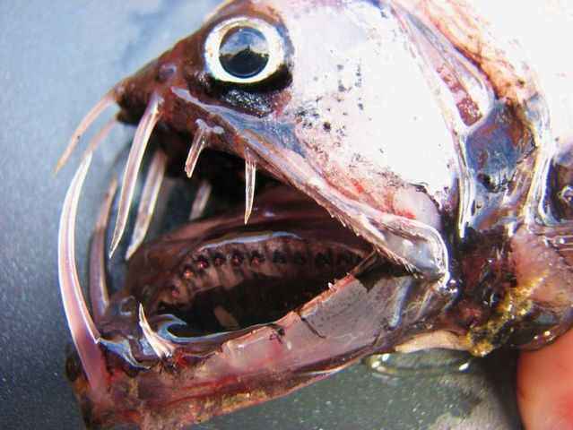 Series of the most horrible fish with teeth (27 pics)