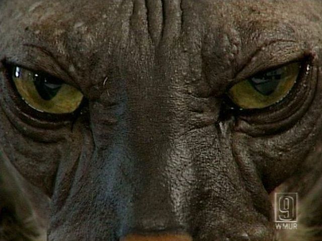 The ugliest cat in the world (7 pics)