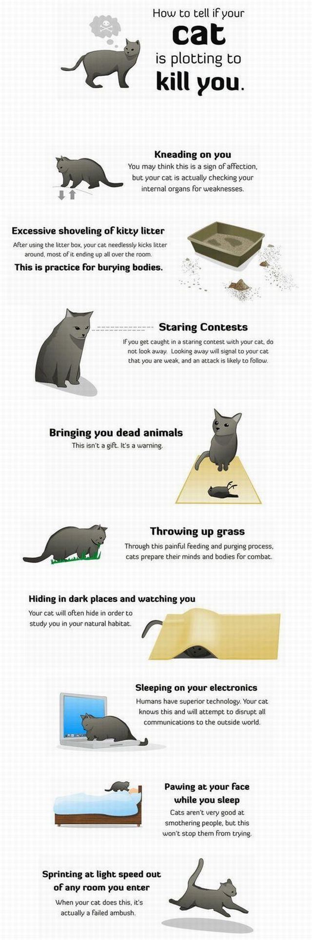 How to tell if your cat is plotting to kill you