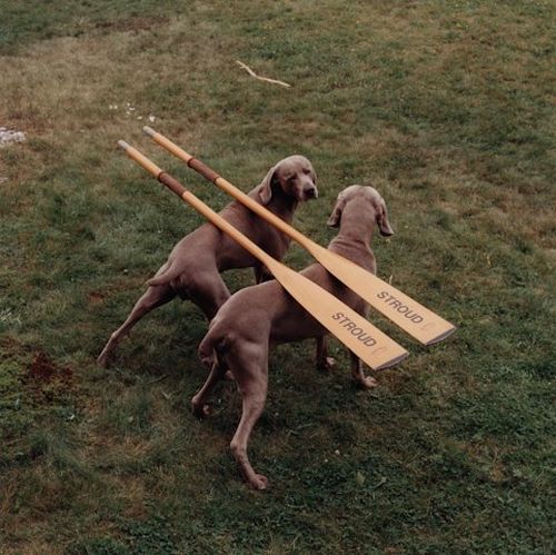 William Wegman and his dogs (42 pics)