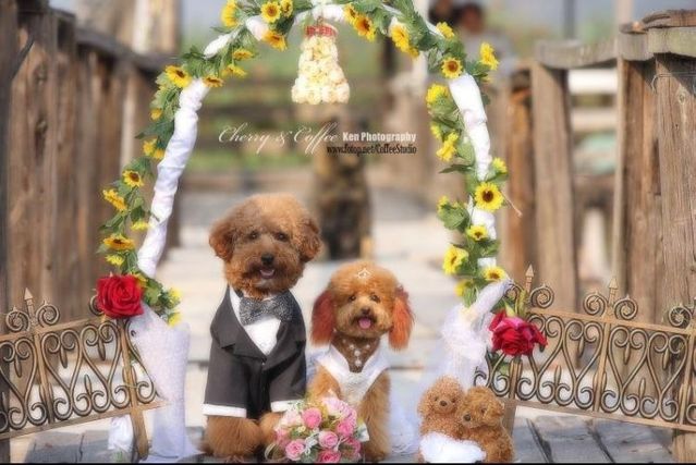Wedding – it’s so beautiful!!! (19 pics)