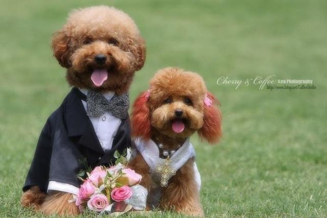 Wedding – it’s so beautiful!!! (19 pics)