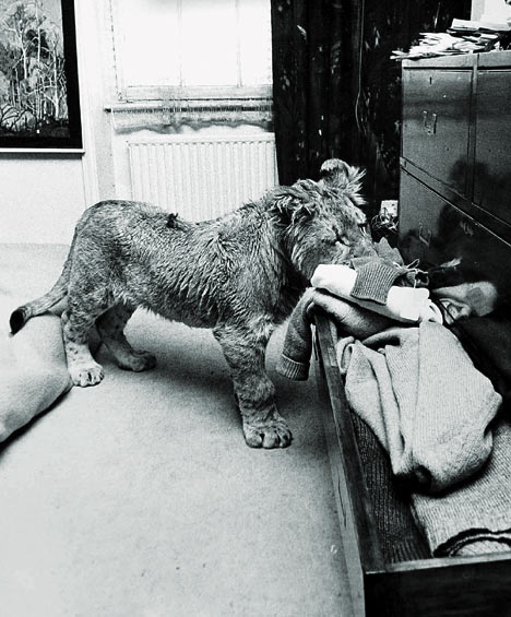 Old but very touching story - Christian The Lion (22 pics+1 video)