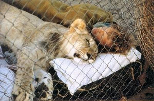 Old but very touching story - Christian The Lion (22 pics+1 video)