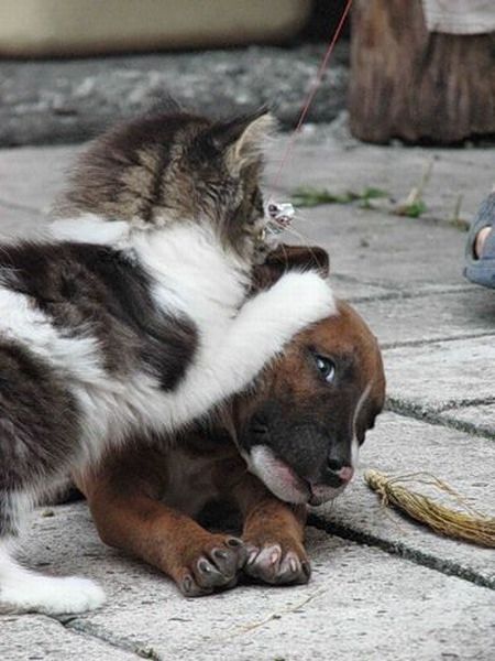 These funny animals (44 pics)